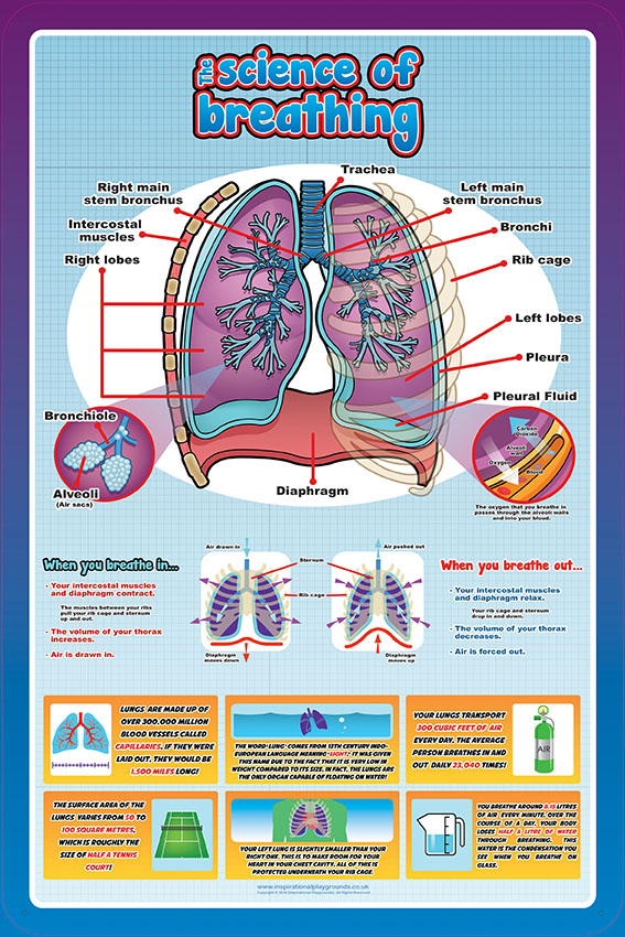 Anatomy-Systems of the body-Science of breathing