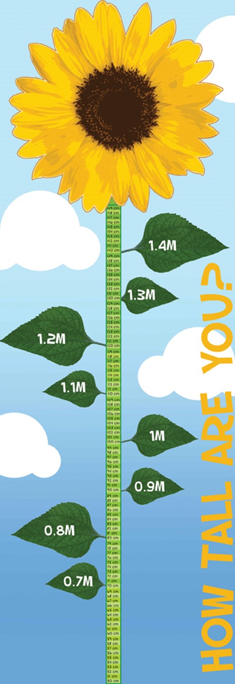 Height Chart - Sunflower