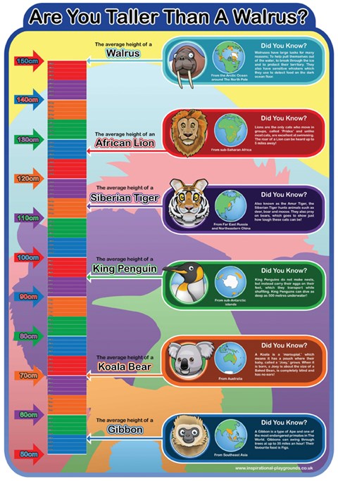 Height Chart - Walrus