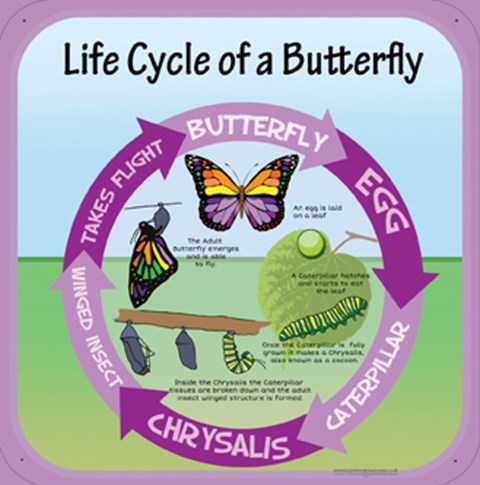Life Cycles - Butterfly