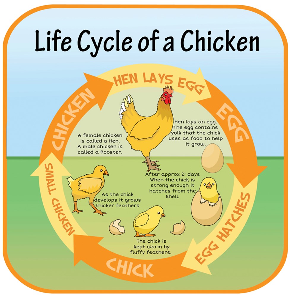 Life Cycles Chicken Inspirational Group life-cycles-chicken-inspirational-group