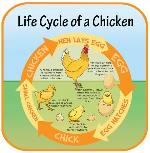 Life Cycles - Chicken