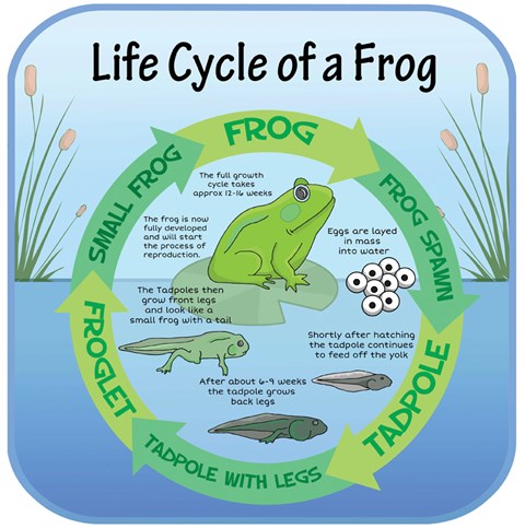 Life Cycles - Frog