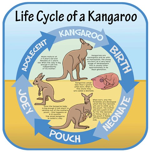 Life Cycles - Kangaroo
