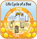 Life Cycles - Bee
