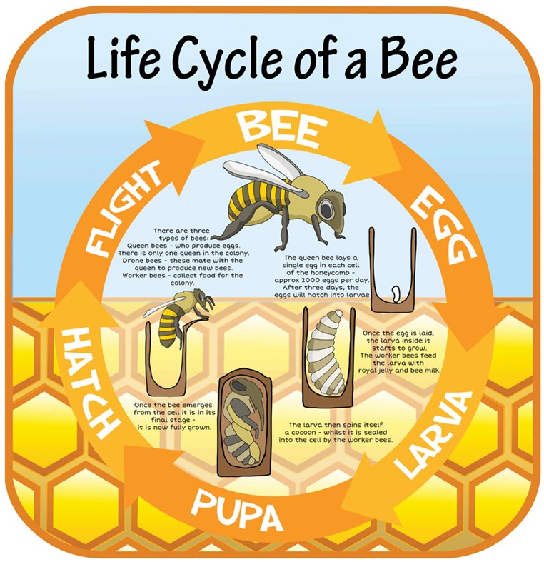 Life Cycles - Bee