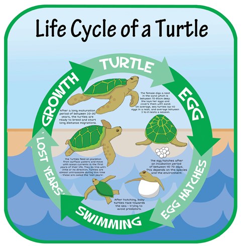 Life Cycles - Turtle