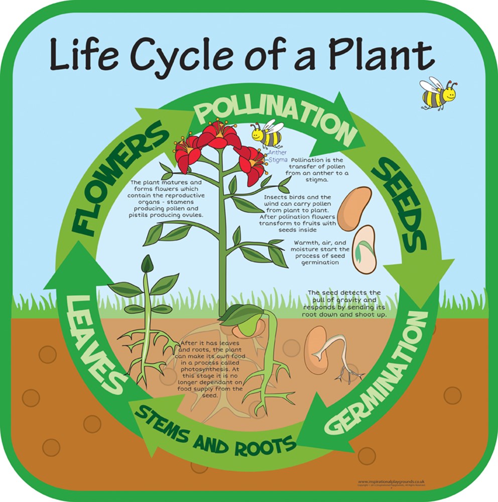 Plant cycle. Life Cycles. Plant Life Cycle. Cycle of Life игра. Life Cycle for Kids.