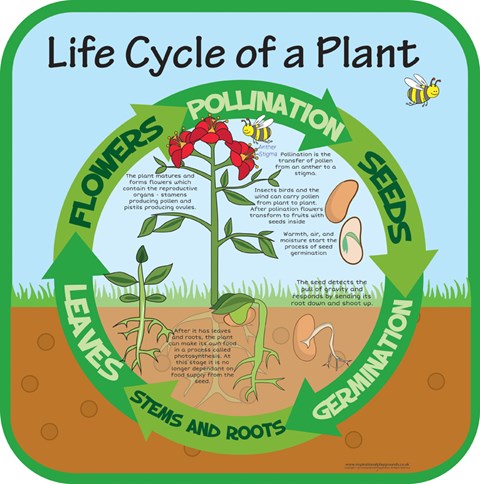 Life Cycles - Plant