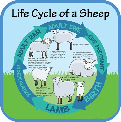 Life Cycles - Sheep