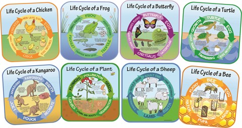 Life Cycles - Set of 8