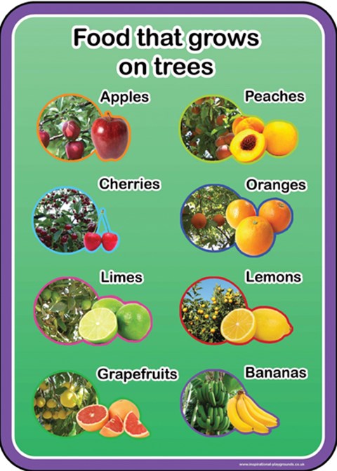 Food that grows on trees