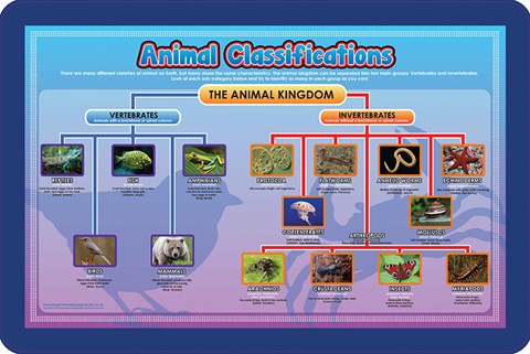 Animal Classifications