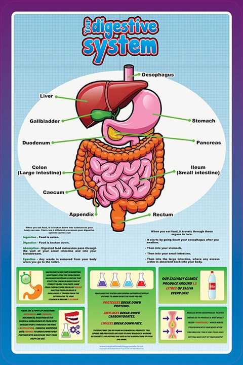 Your Digestive System