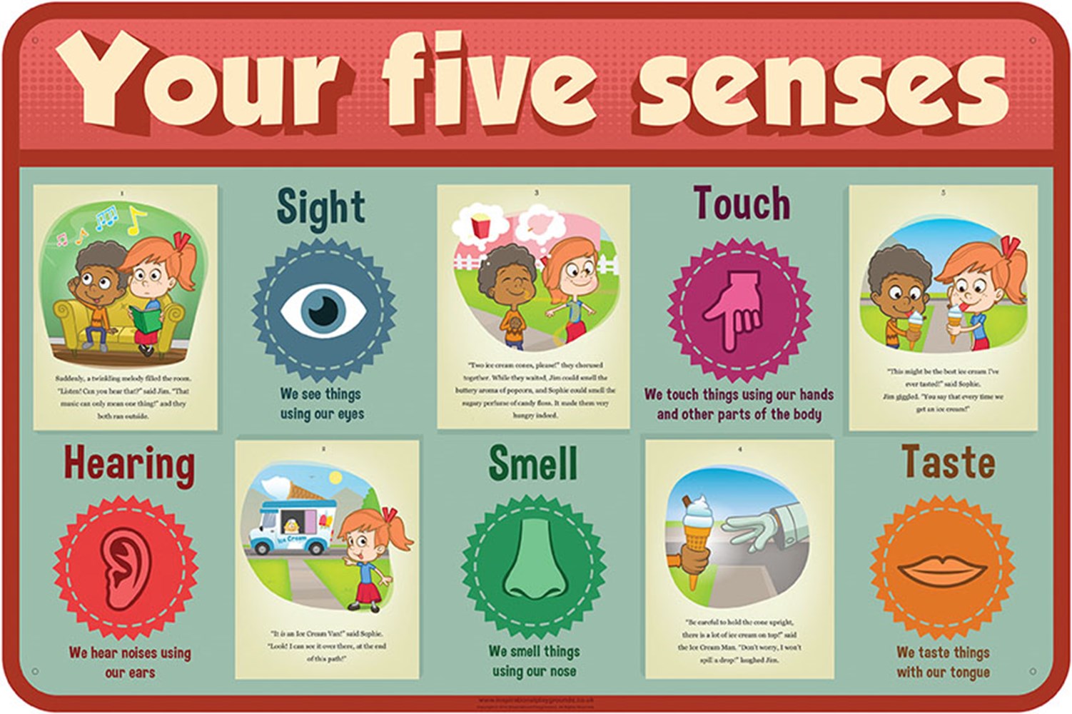 Anatomy Your Five Senses Inspirational Group