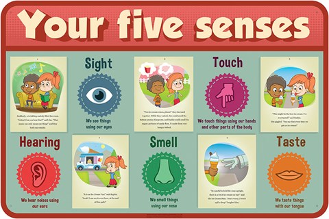 Your Five Senses