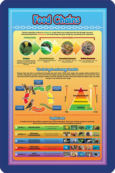 Food Chains