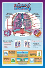 Anatomy-Systems of the body-Science of breathing