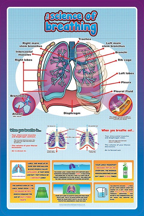 Anatomy-Systems of the body-Science of breathing
