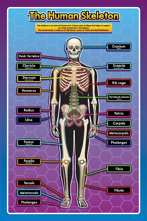 The Human Skeleton